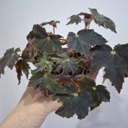 Суккуленты - фото 4