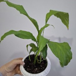 Суккуленты - фото 5