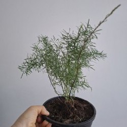 Суккуленты - фото 6