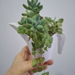 Суккуленты - фото 8