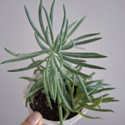 Суккуленты - фото 9