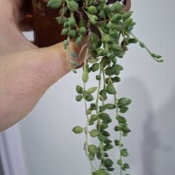 Суккуленты - фото 10