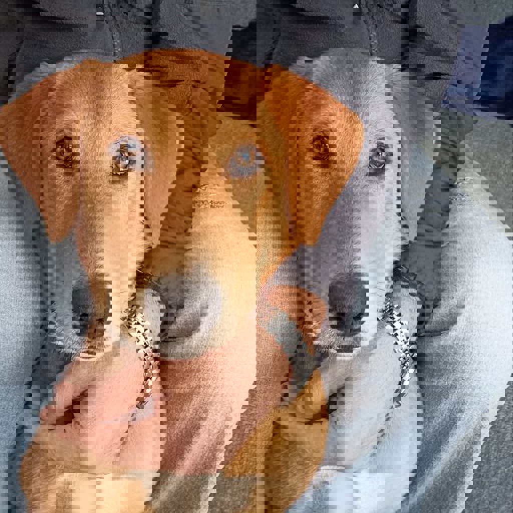 Щенок Понча