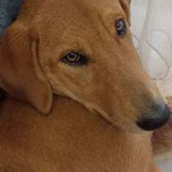 Щенок Понча - фото 2