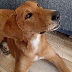 Щенок Понча - фото 3