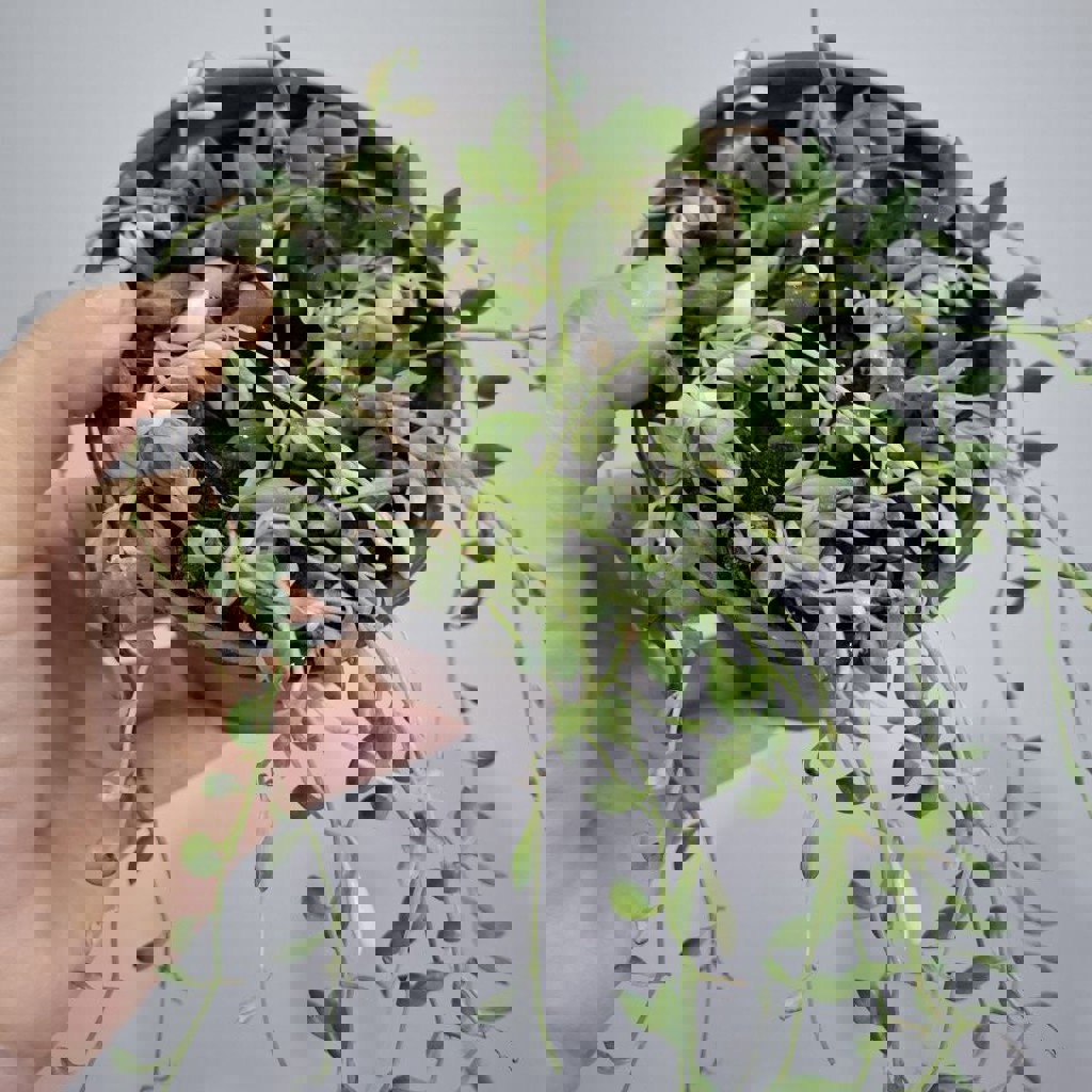 Аспидистра