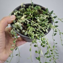 Аспидистра - фото 1