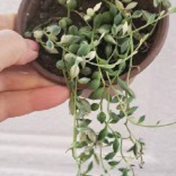 Аспидистра - фото 2