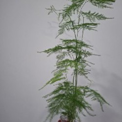 Аспидистра - фото 4