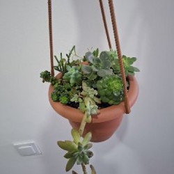 Аспидистра - фото 10