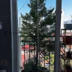 Маранта - фото 1