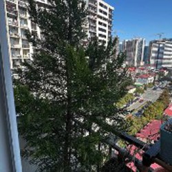 Маранта - фото 2