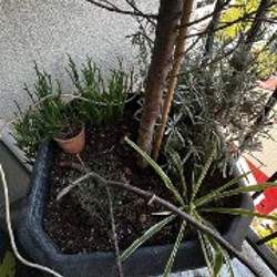 Маранта - фото 3