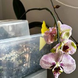 Маранта - фото 4