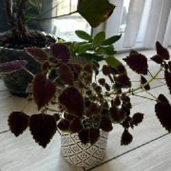 Маранта - фото 5