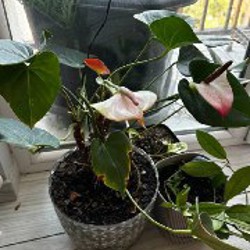 Маранта - фото 6