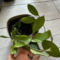 Маранта - фото 7