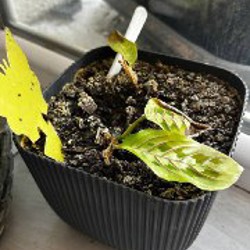 Маранта - фото 8