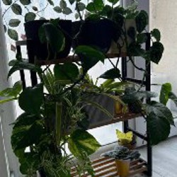 Фиалки - фото 1