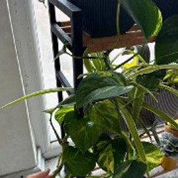 Фиалки - фото 2