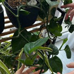 Фиалки - фото 3