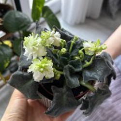 Фиалки - фото 4