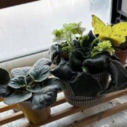 Фиалки - фото 5