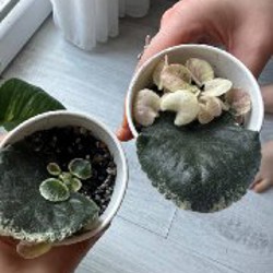 Фиалки - фото 6