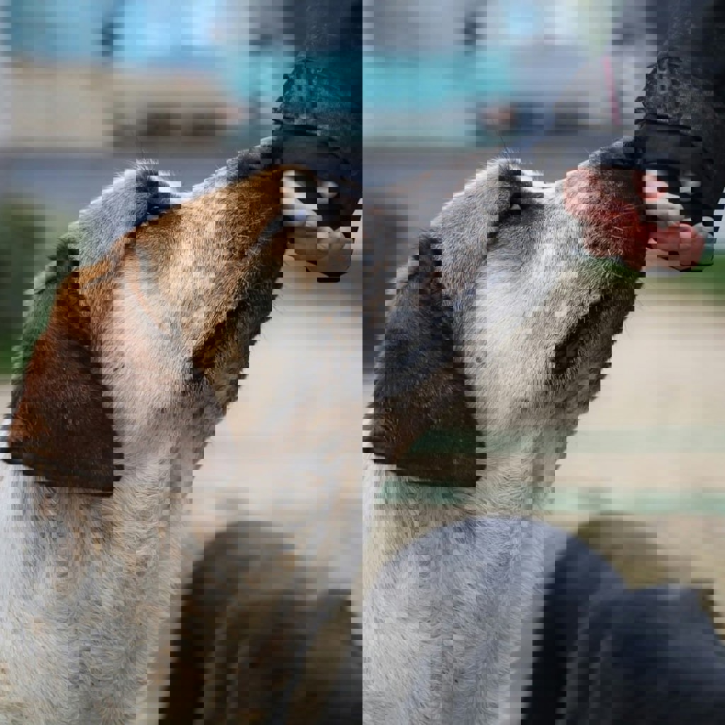 Программа контроля за популяцией собак