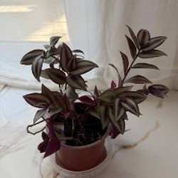 Цитрусы - фото 1