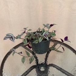 Цитрусы - фото 3