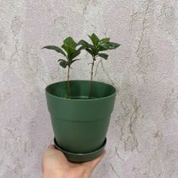 Цитрусы - фото 6