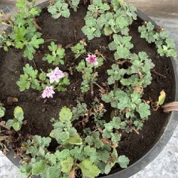 Цитрусы - фото 7