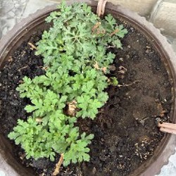 Цитрусы - фото 8