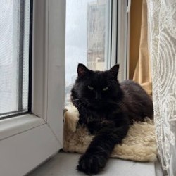 Котята - фото 2