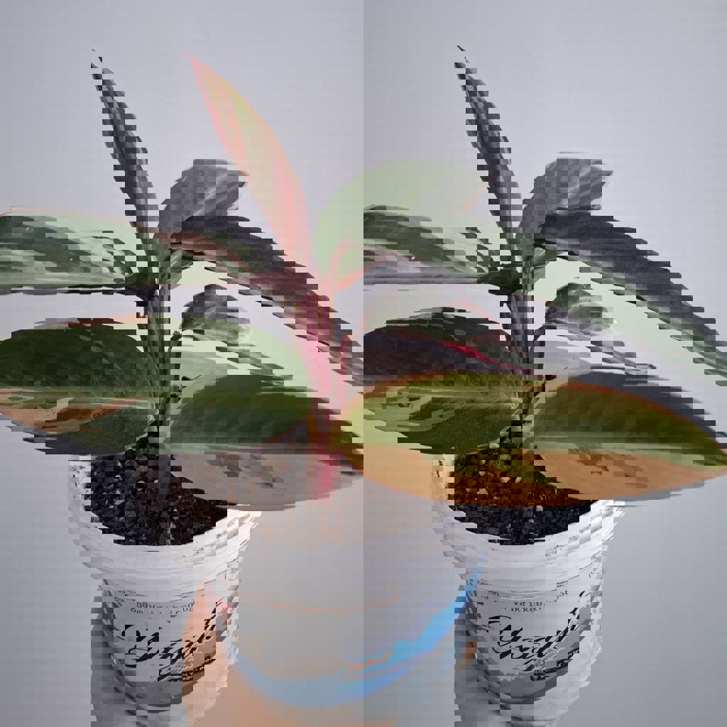 Суккуленты