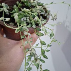 Суккуленты - фото 3