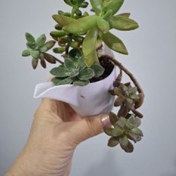 Суккуленты - фото 4