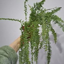 Суккуленты - фото 8