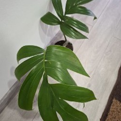 Суккуленты - фото 9