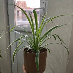 Электрическая кофеварка минутка - фото 1