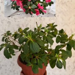 Шарики на елку - фото 1