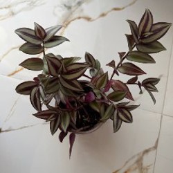 Шарики на елку - фото 2