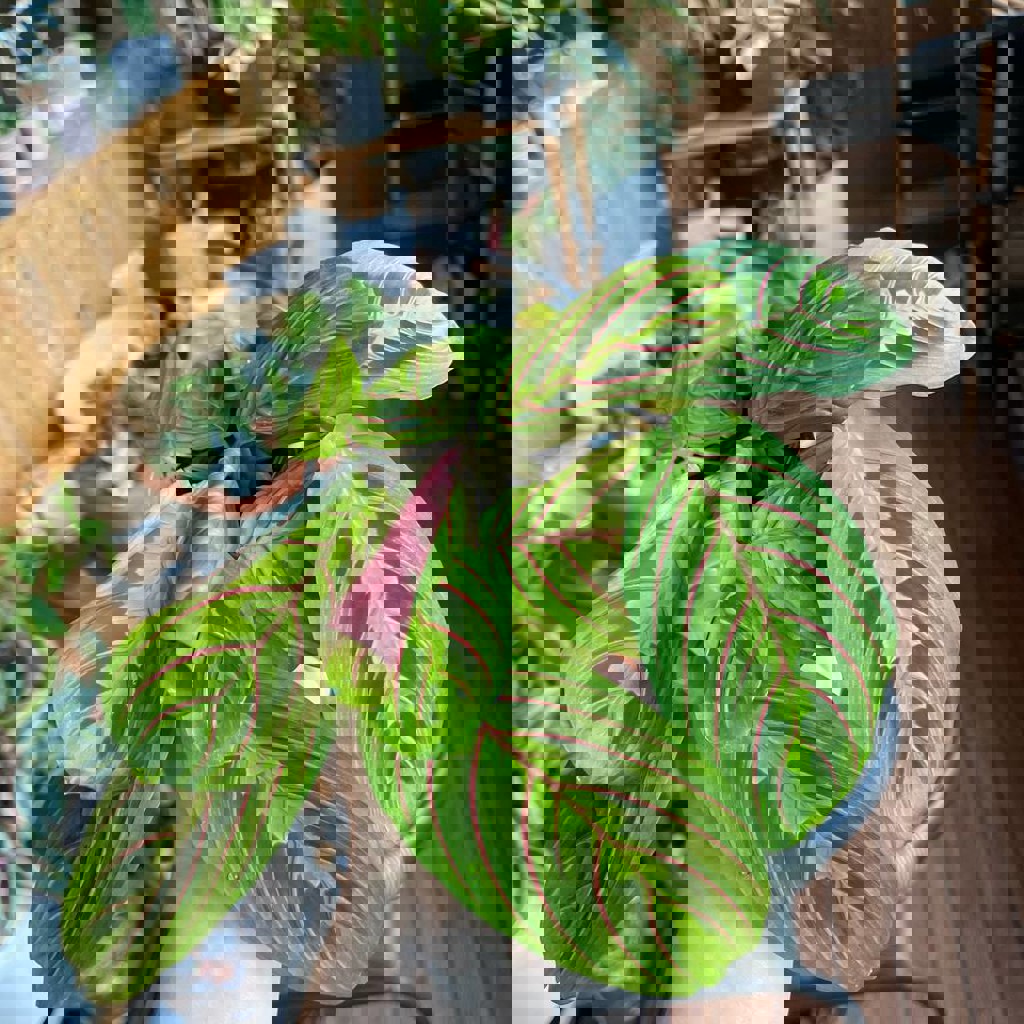 Маранта триколор