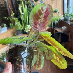 Маранта триколор - фото 3