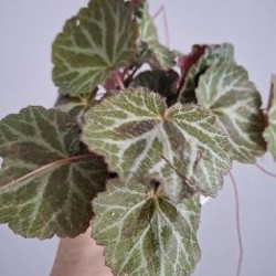 Строманта - фото 1