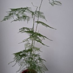 Строманта - фото 3