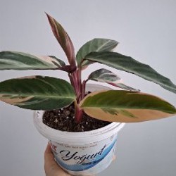 Строманта - фото 5