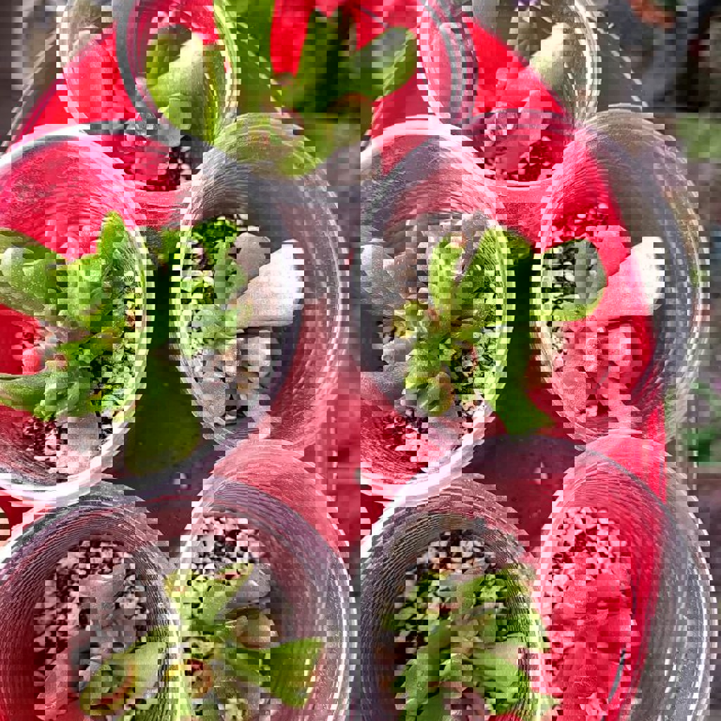 Крассула Капителла Кэмпфайер