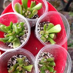 Крассула Капителла Кэмпфайер - фото 1